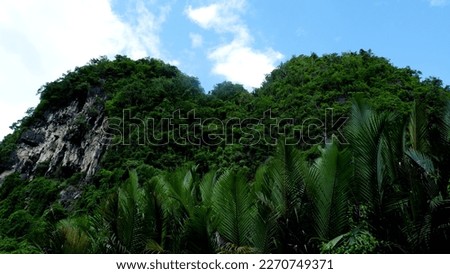 karst cliffs covered with trees and vines, with sago palms in the foreground