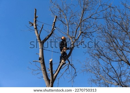 Lumberjack on a tree conducting mountaineering tree cutting Royalty-Free Stock Photo #2270750313