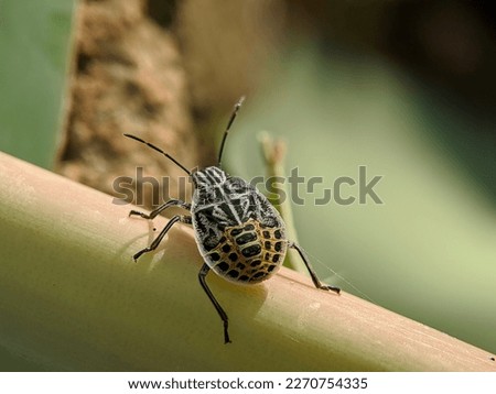Macro of yellow spotted stink bug on the plant Royalty-Free Stock Photo #2270754335