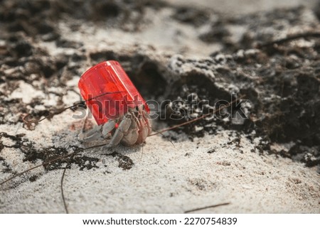 Hermit crab with a plastic shell, Zanzibar Royalty-Free Stock Photo #2270754839