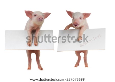 pig with sheet for a text writing