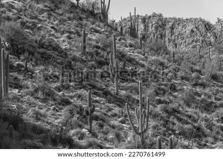 Black and white photo of rare snow in the Sonoran Desert along the Linda Vista hiking trail in Oro Valley. Saguaro cacti, rocky hills and mountains covered in snowfall. Winter of 2023 in Arizona, USA.