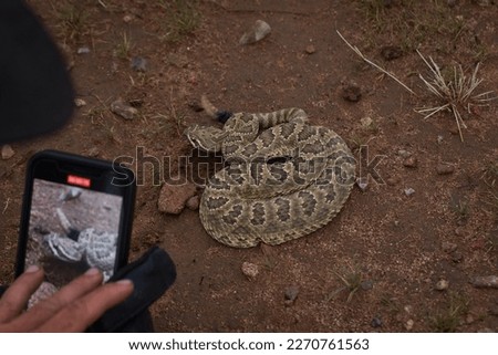 Mojave rattlesnake (Crotalus scutulatus) from S Arizona, USA Royalty-Free Stock Photo #2270761563