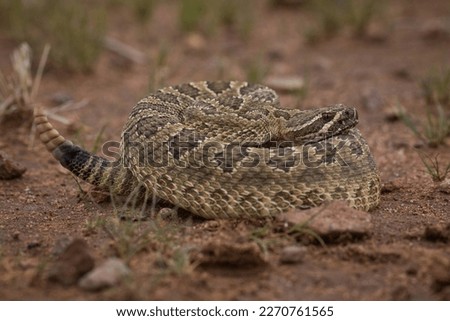Mojave rattlesnake (Crotalus scutulatus) from S Arizona, USA Royalty-Free Stock Photo #2270761565
