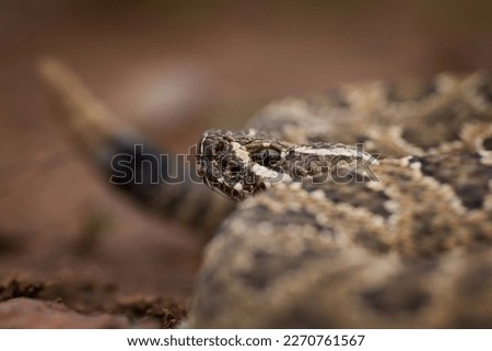 Mojave rattlesnake (Crotalus scutulatus) from S Arizona, USA Royalty-Free Stock Photo #2270761567