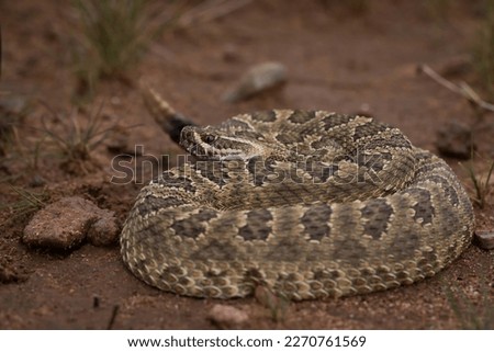 Mojave rattlesnake (Crotalus scutulatus) from S Arizona, USA Royalty-Free Stock Photo #2270761569