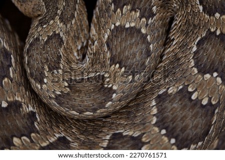Mojave rattlesnake (Crotalus scutulatus) from S Arizona, USA Royalty-Free Stock Photo #2270761571