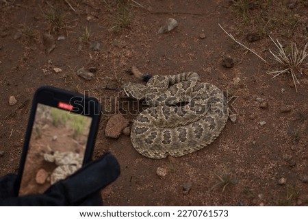 Mojave rattlesnake (Crotalus scutulatus) from S Arizona, USA Royalty-Free Stock Photo #2270761573