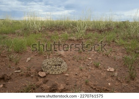 Mojave rattlesnake (Crotalus scutulatus) from S Arizona, USA Royalty-Free Stock Photo #2270761575