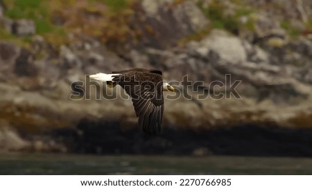 bald eagle hunting fish (Haliaeetus leucocephalus)