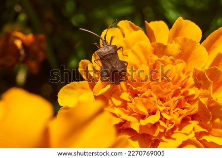 The bedbug Coreus marginatus crawls on the flowers of marigolds. Coreus marginatus is a herbivorous species of true beetles in the family Coreidae.