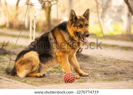 Beautiful german shepherd dog outdoor Royalty-Free Stock Photo #2270774719