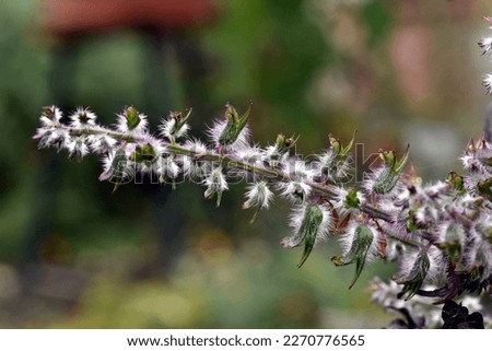 Hairy wilted flowers of a perilla
