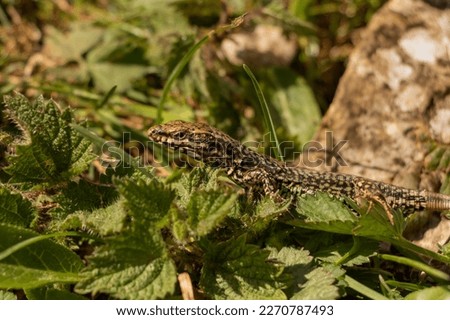 European wall lizard in the field in the sun
