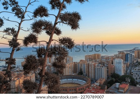 plants in front of a colourful sunset with buildings, Malaga, Spain