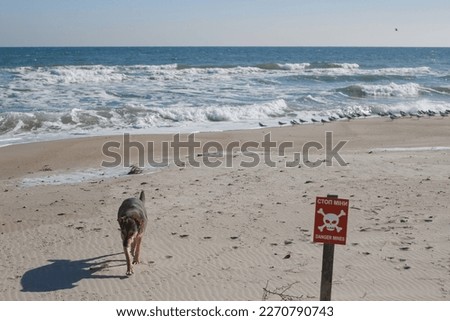 An empty beach near the sea, a sign, the inscription is translated - stop, mines, and a dog walking along the beach