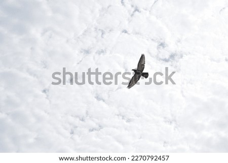 Homing pigeon rock dove ferral pigeon birds flamingo wings flying wings pilot pigeon beautiful photography capture naturally green blue sky clouds image landscape wallpaper crow food pair love birds