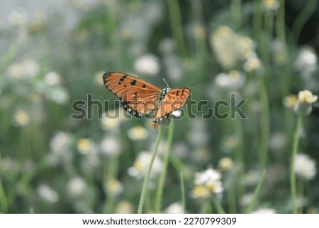 Beautiful butterfly picture nature green plants garden fresh air wallpaper wing butterfly picture flowers color sunlight sunset sunrise photography capture beauty image insects bug honeybee bee flying