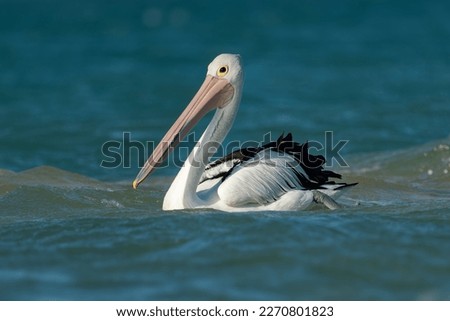 The Australian pelican (Pelecanus conspicillatus) hunts fish in blue ocean, widespread on the inland and coastal waters of Australia and New Guinea and Fiji. Great white and black bird with huge beak. Royalty-Free Stock Photo #2270801823