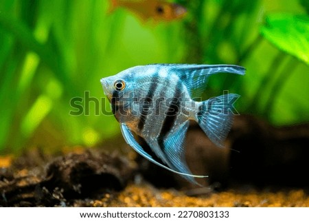 portrait of a zebra Angelfish in tank fish with blurred background (Pterophyllum scalare) Royalty-Free Stock Photo #2270803133