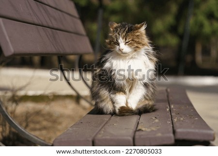 Beautiful tabby gray, white and red homeless cat on street in spring day. Cat sitting on the wooden bench, looking at camera. Closeup photography. Frontal view. Cat blinks eyes