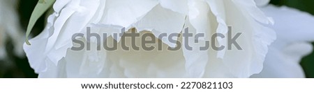 4x1 banner for social networks and websites. Close-up of large white peony flower