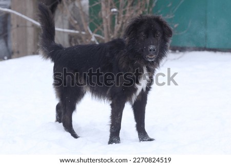 Newfoundland dog full body photo on white snow background