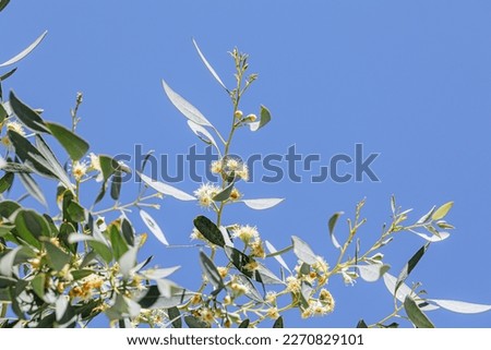 White yellow blossoms of Australian native Eucalyptus tree on blue sky background. Australian gum nut flowers on tree. Gum blossom.