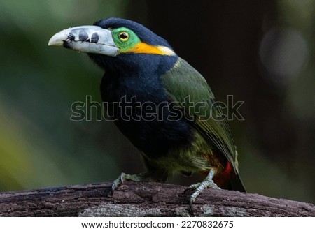 Tropical and colorful toucan perched on trunk