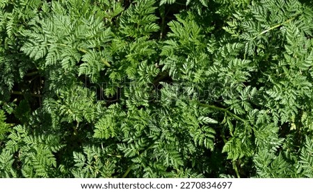 Poison Hemlock (Conium maculatum) close up.  Deadly Poison Hemlock leaves in early spring before bloom.  Poisonous plant used to execute Greek philosopher Socrates according to legend. Royalty-Free Stock Photo #2270834697