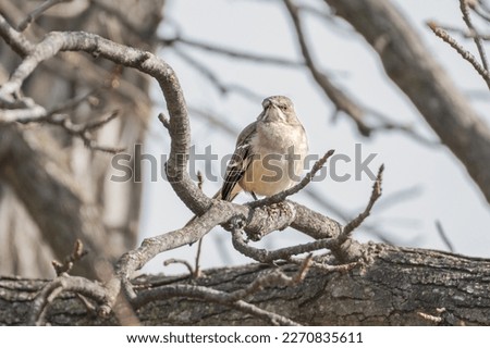 Northern mockingbird sitting on the bare branch of a tree in winter. Bird is staring directly at the camera.