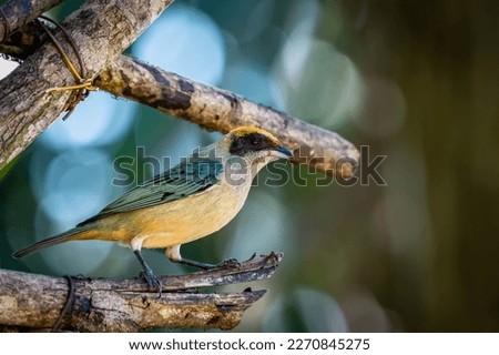 Animal themes: Burnished buff tanager female perched on a branch. Royalty-Free Stock Photo #2270845275
