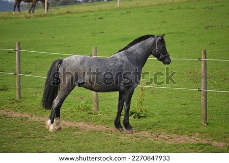 Welsh Section B Blue Roan Pony Royalty-Free Stock Photo #2270847933