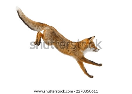 Fox long jump. Red fox, Vulpes vulpes, isolated on white background. Wild vixen hunting in winter forest. Orange fur coat animal in habitat. Clever beast with fluffy tail. Action wildlife. Cute fox.