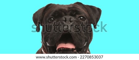 Picture of sweet boxer dog sticking out tongue in an animal themed photo shoot