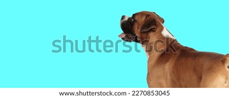 Picture of cute boxer dog looking to side and panting in an animal themed photo shoot