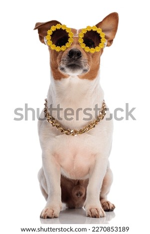 cool jack russell terrier dog wearing sunglasses and golden collar while sitting on white background in studio