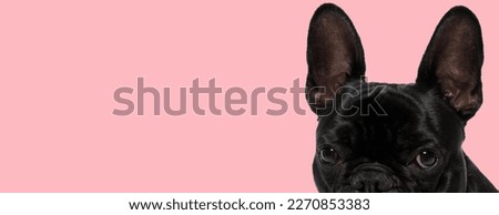 Picture of cute french bulldog dog feeling shy in an animal themed photo shoot