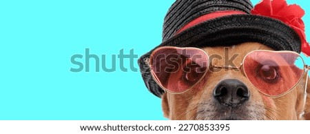 Picture of cute jack russell terrier dog wearing heart shaped sunglasses and hat in an animal themed photo shoot
