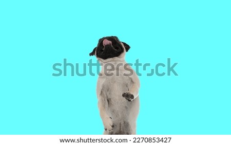 Picture of beautiful pug dog standing on hind legs and panting in an animal themed photo shoot