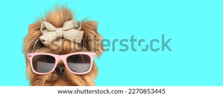 Picture of cute yorkshire terrier dog wearing sunglasses and bowtie in an animal themed photo shoot