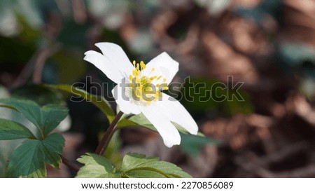 Wood anemone (Anemone nemorosa), tiny white wildflower in the undergrowth. Spring season