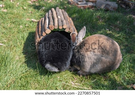 cute brown rabbits walk in the garden on the green grass behind the wire fence