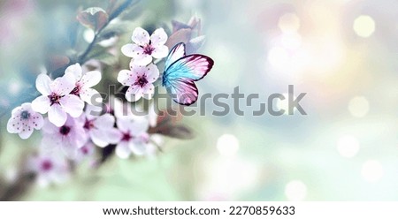 Flowering branches and petals on a blurred background and butterfly. Spring concept.