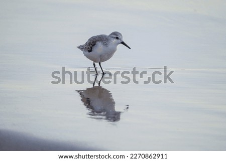 Calidris alpina walks in shallow water looking for food on the Canary Island Gran Canaria, Spain.