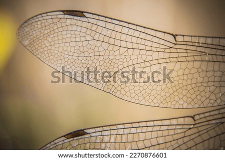 dragonfly wings up close and clear Royalty-Free Stock Photo #2270876601
