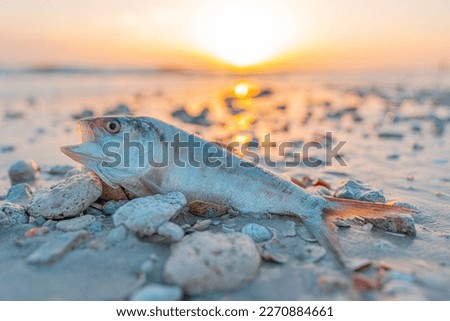 Red Tide. Dead fish on the beach Gulf of Mexico. Florida natural disaster. Stinky or bad, rotten, putrid smell on the ocean beach or shore. Dangerous Red Tide for people and animals. Florida news Royalty-Free Stock Photo #2270884661