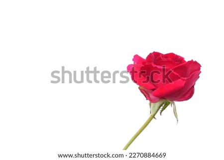 Red rose isolated on white background with clipping path and full depth of field. Royalty-Free Stock Photo #2270884669