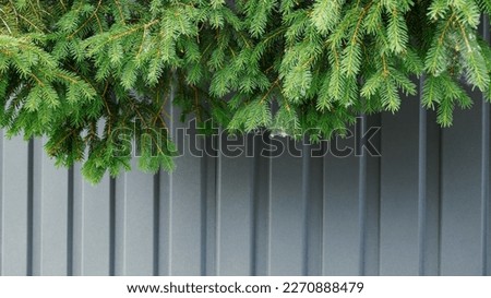 A green fir branch on a background of a gray metal fence. High quality photo