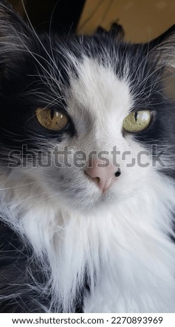 Beautiful black and white cat 